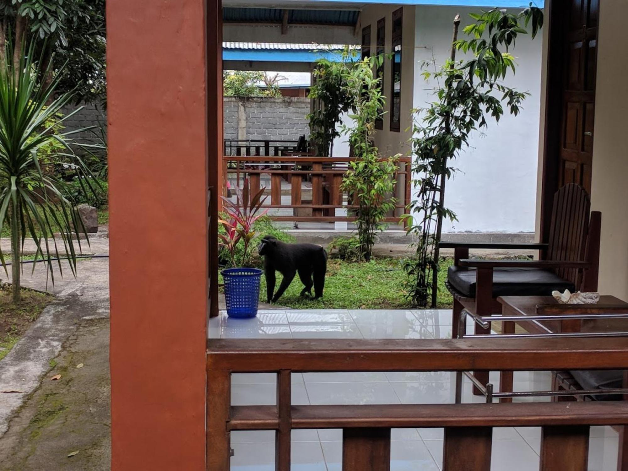 Tangkoko Macaca Hotel Rinondoran Kültér fotó
