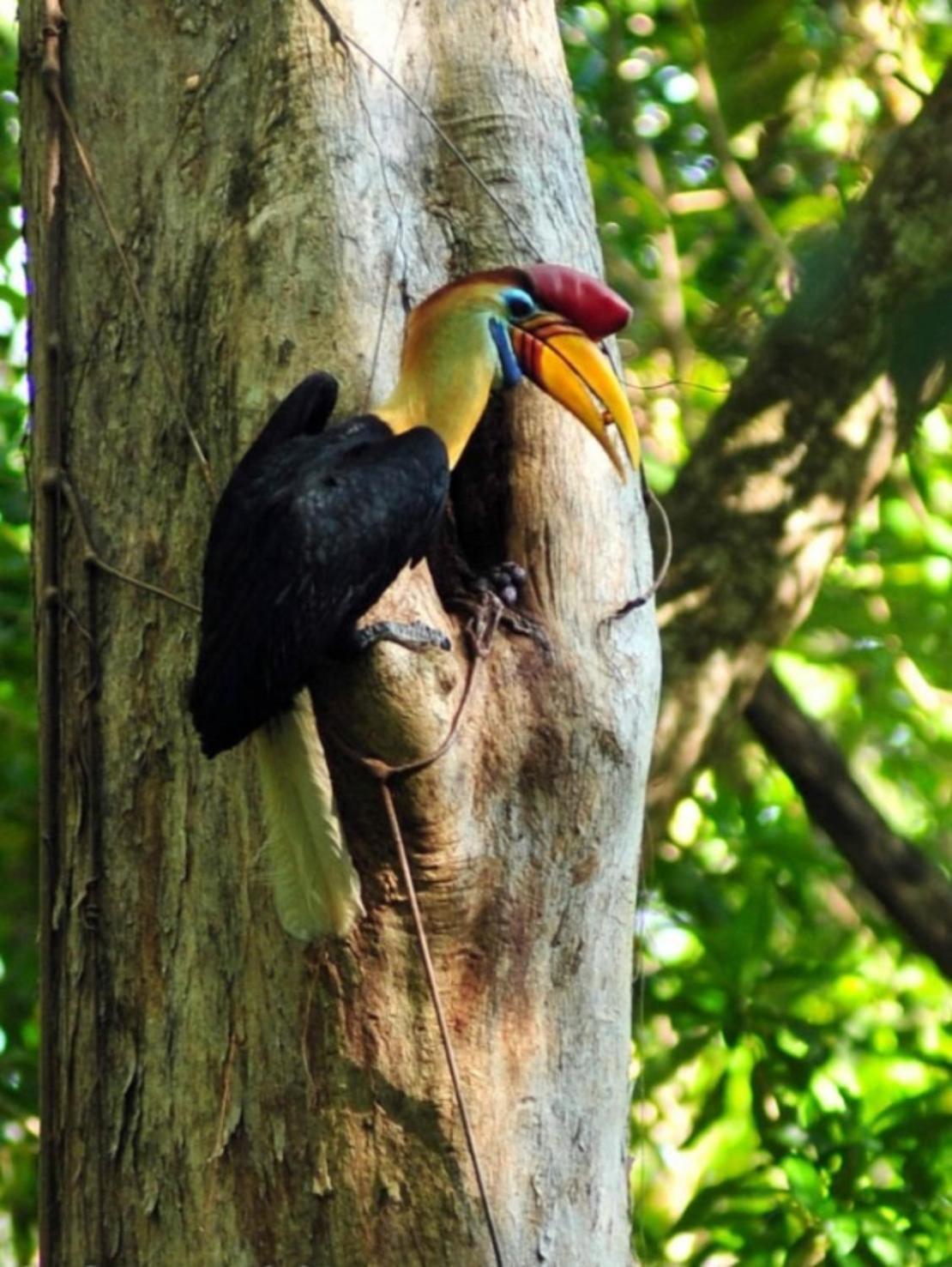 Tangkoko Macaca Hotel Rinondoran Kültér fotó