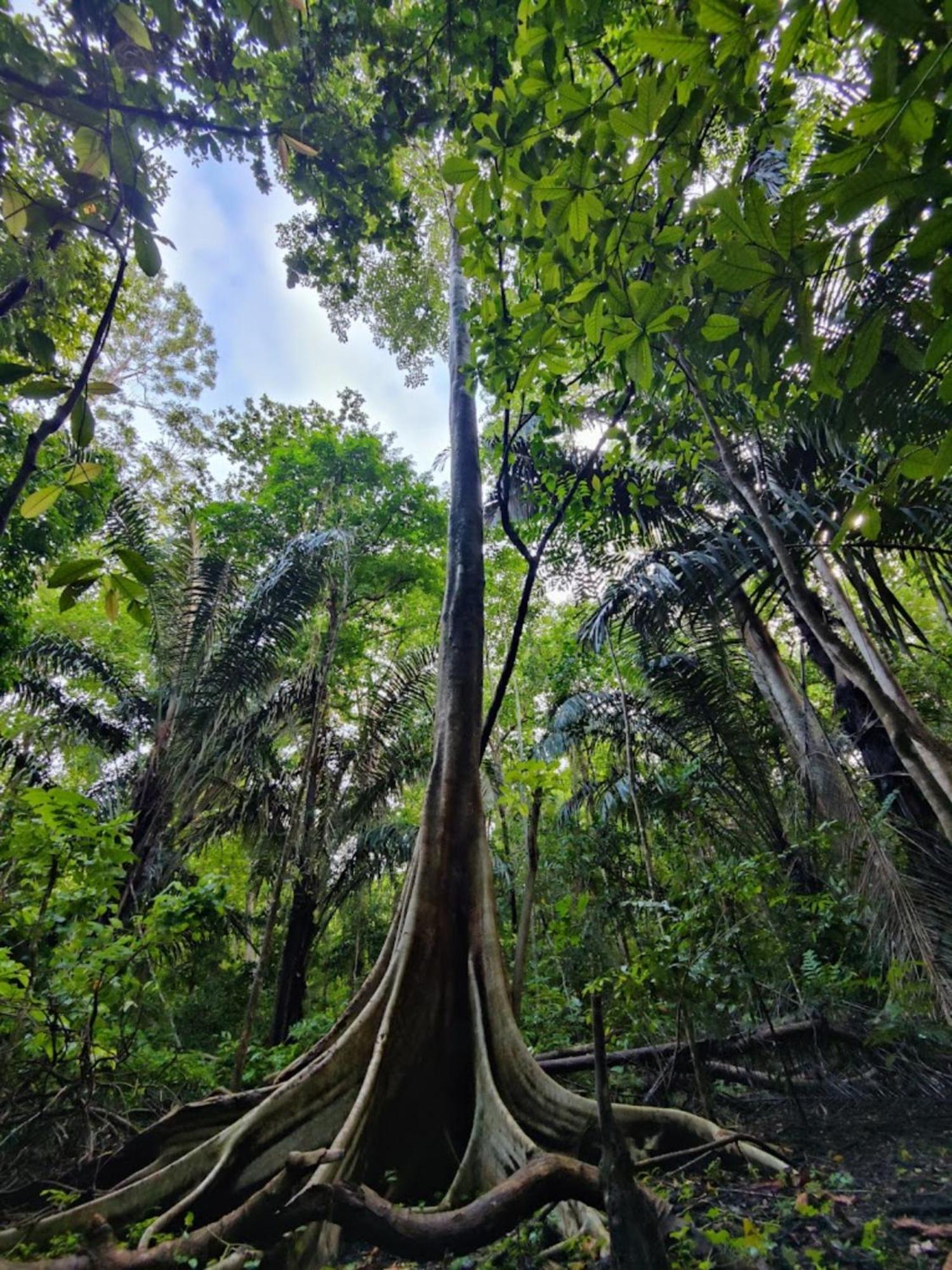 Tangkoko Macaca Hotel Rinondoran Kültér fotó