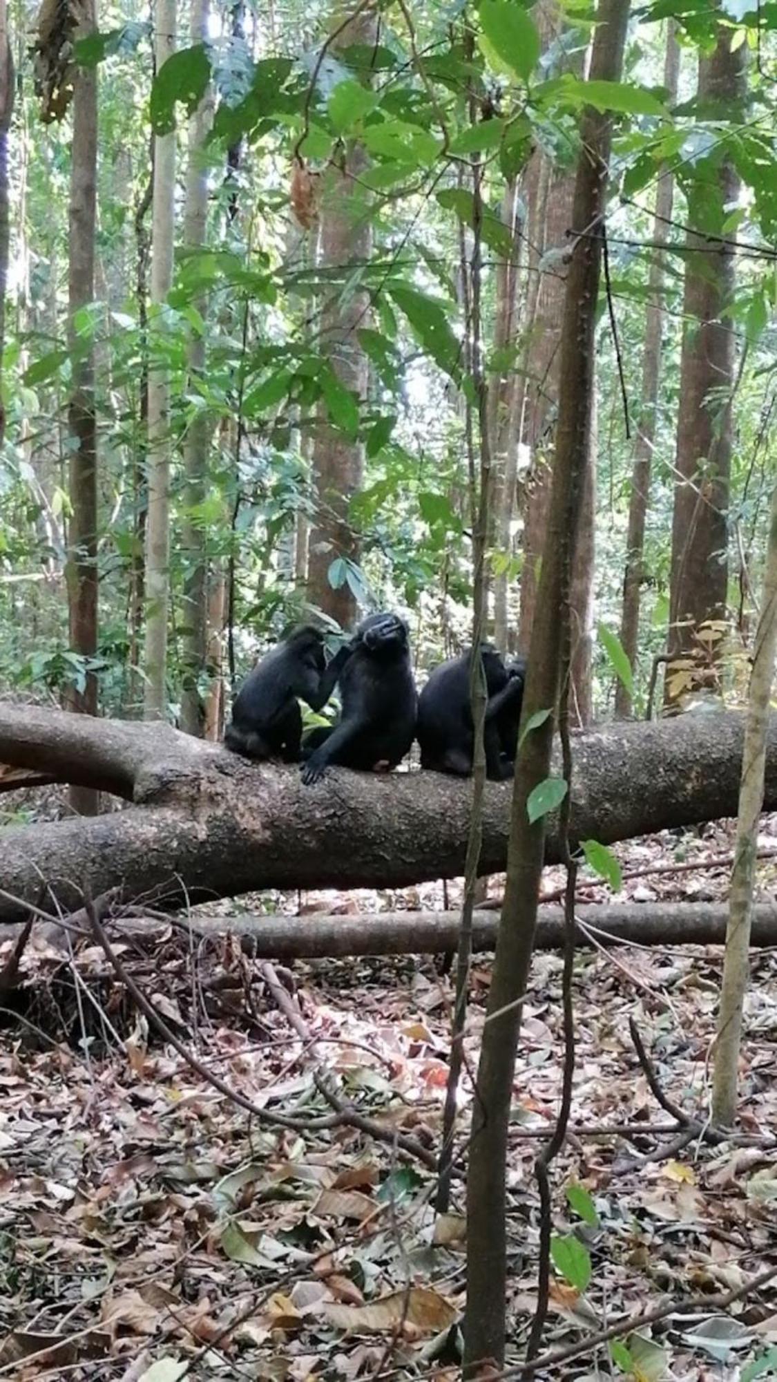 Tangkoko Macaca Hotel Rinondoran Kültér fotó